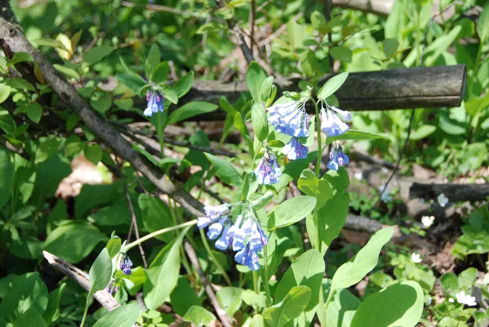 picture of the Bluebells in Ravines Natural Area from April 2008